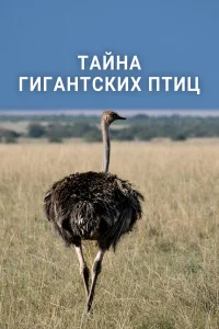  Тайна гигантских птиц 