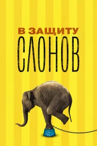  В защиту слонов 
